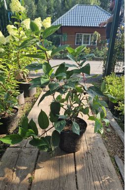 Гортензия метельчатая Вимс Ред (Wims Red)