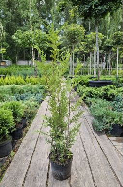 Туя складчатая Атровиренс (Atrovirens)