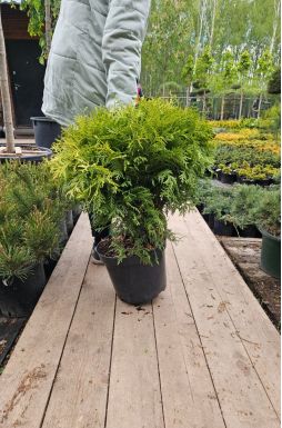 Туя западная Даника Ауреа (Danica Aurea)