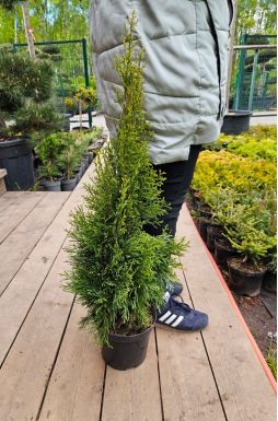 Туя западная Смарагд Лайт (Smaragd Light)