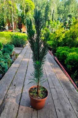 Сосна обыкновенная Фастигиата (Fastigiata) - фото №1