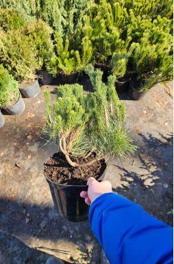 Сосна горная Пумилио (Pumilio)