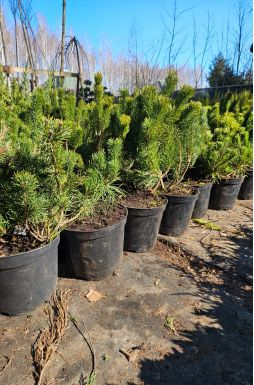 Сосна горная Пумилио (Pumilio)