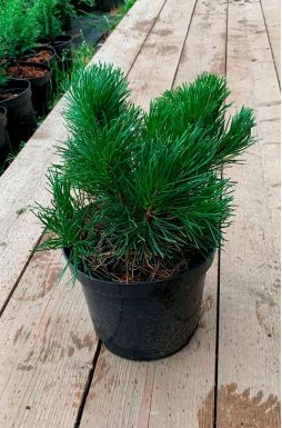 Сосна горная Пумилио (Pumilio)