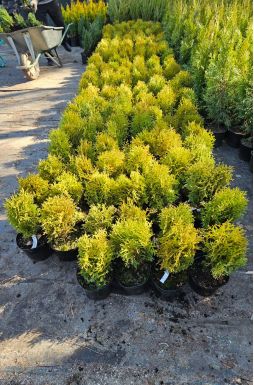 Туя западная Хозери (Hoseri)