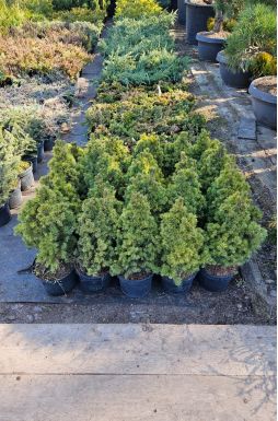 Ель канадская Дейзи Уайт (Daisys White)