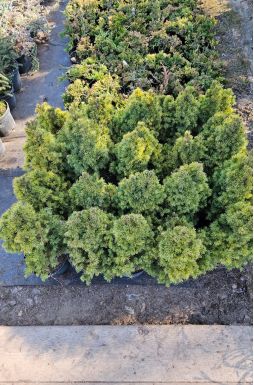 Ель канадская Дейзи Уайт (Daisys White)