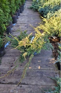 Можжевельник обыкновенный Репанда (Repanda)