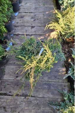 Можжевельник обыкновенный Репанда (Repanda)