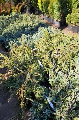 Можжевельник обыкновенный Репанда (Repanda)