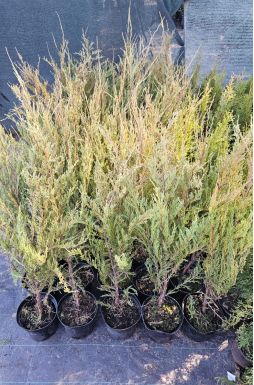 Можжевельник скальный Скайрокет (Skyrocket)