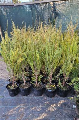 Можжевельник скальный Скайрокет (Skyrocket)