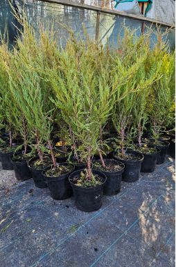 Можжевельник скальный Скайрокет (Skyrocket)