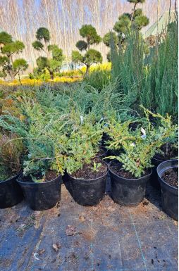 Можжевельник чешуйчатый Холгер (Holger)