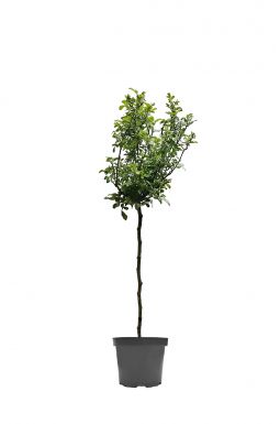 Роза штамбовая в ассортименте