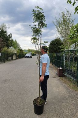 Рябина обыкновенная Отем Спайр (Autumn Spire) - фото №1