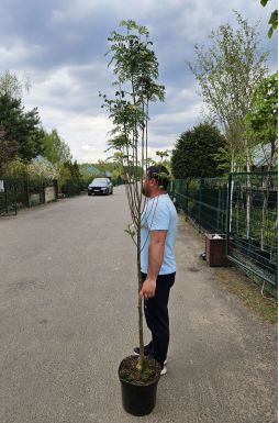 Рябина обыкновенная Отем Спайр (Autumn Spire)