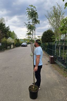 Рябина обыкновенная Отем Спайр (Autumn Spire) - фото №2