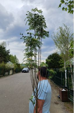 Рябина обыкновенная Отем Спайр (Autumn Spire)