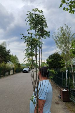 Рябина обыкновенная Отем Спайр (Autumn Spire) - фото №3