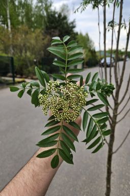 Рябина обыкновенная Отем Спайр (Autumn Spire) - фото №4
