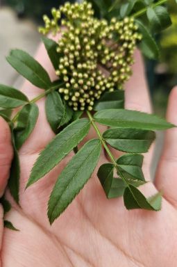 Рябина обыкновенная Отем Спайр (Autumn Spire) - фото №5