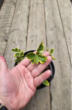 Бересклет форчуна Хания (Hania)