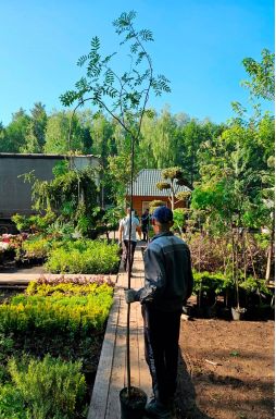 Рябина обыкновенная Пендула (Pendula)