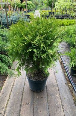 Туя западная Литтл Чемпион (Little champion)