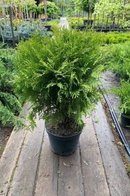 Туя западная Литтл Чемпион (Little champion) - фото №1