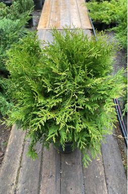 Туя западная Литтл Чемпион (Little champion)