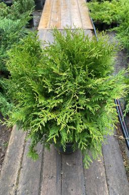 Туя западная Литтл Чемпион (Little champion) - фото №2