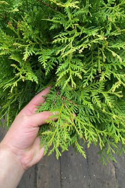 Туя западная Литтл Чемпион (Little champion) - фото №3