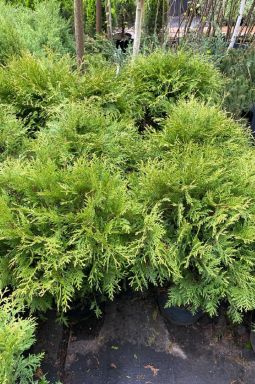 Туя западная Литтл Чемпион (Little champion) - фото №4