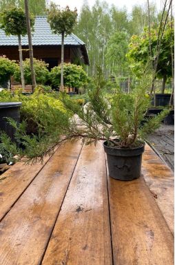 Можжевельник казацкий Броадмур (Broadmoor)