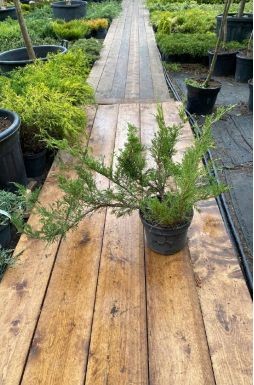 Можжевельник казацкий Броадмур (Broadmoor)