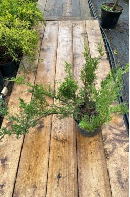 Можжевельник казацкий Броадмур (Broadmoor)