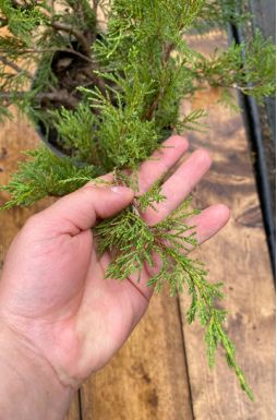 Можжевельник казацкий Броадмур (Broadmoor)