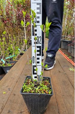 Гортензия метельчатая Мэджикал Суит Самме (Magical Sweet Summer)