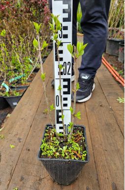 Гортензия метельчатая Мэджикал Суит Самме (Magical Sweet Summer)