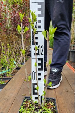 Гортензия метельчатая Мэджикал Суит Самме (Magical Sweet Summer)