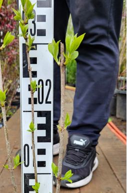 Гортензия метельчатая Мэджикал Суит Самме (Magical Sweet Summer)