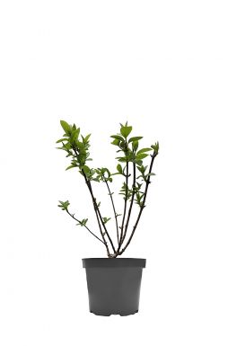 Гортензия метельчатая Пинки Промис (Pinky Promise)