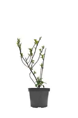 Гортензия метельчатая Строуберри Блоссом (Strawberry Blossom)