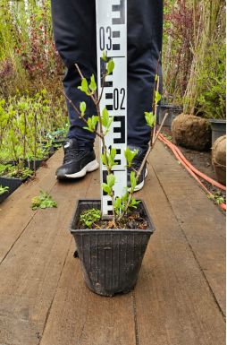 Гортензия метельчатая Даймонд Руж (Diamand Rouge)