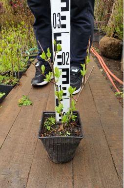 Гортензия метельчатая Даймонд Руж (Diamand Rouge)