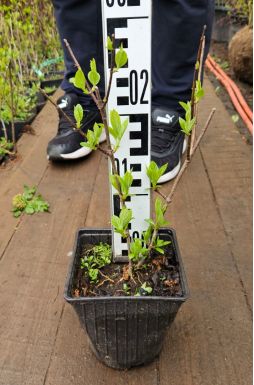 Гортензия метельчатая Даймонд Руж (Diamand Rouge)