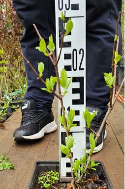 Гортензия метельчатая Даймонд Руж (Diamand Rouge)