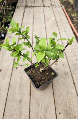 Гортензия метельчатая Пинки Промис (Pinky Promise)