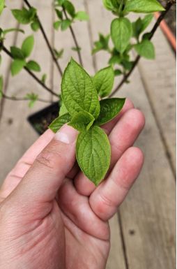 Гортензия метельчатая Пинки Промис (Pinky Promise)